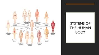 SYSTEMS OF
THE HUMAN
BODY
 