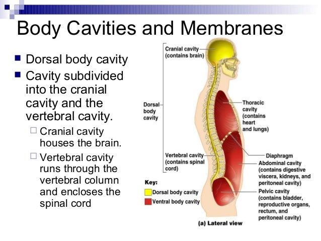 Intro to-anatomy-powerpoint-1227697925069712-8