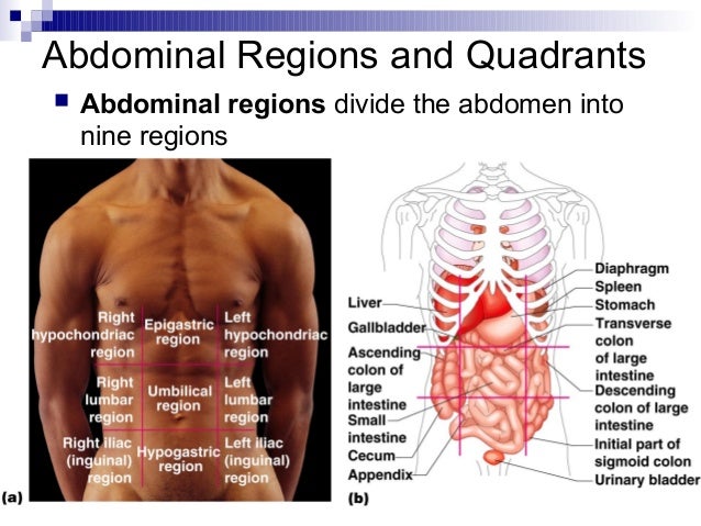 Anatomy Quadrants Illustration Of Abdominal Quadrants Photograph By