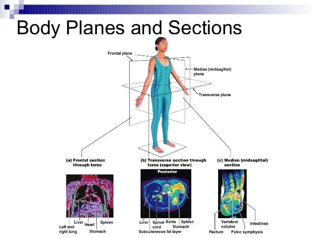 Intro to-anatomy-powerpoint-1227697925069712-8