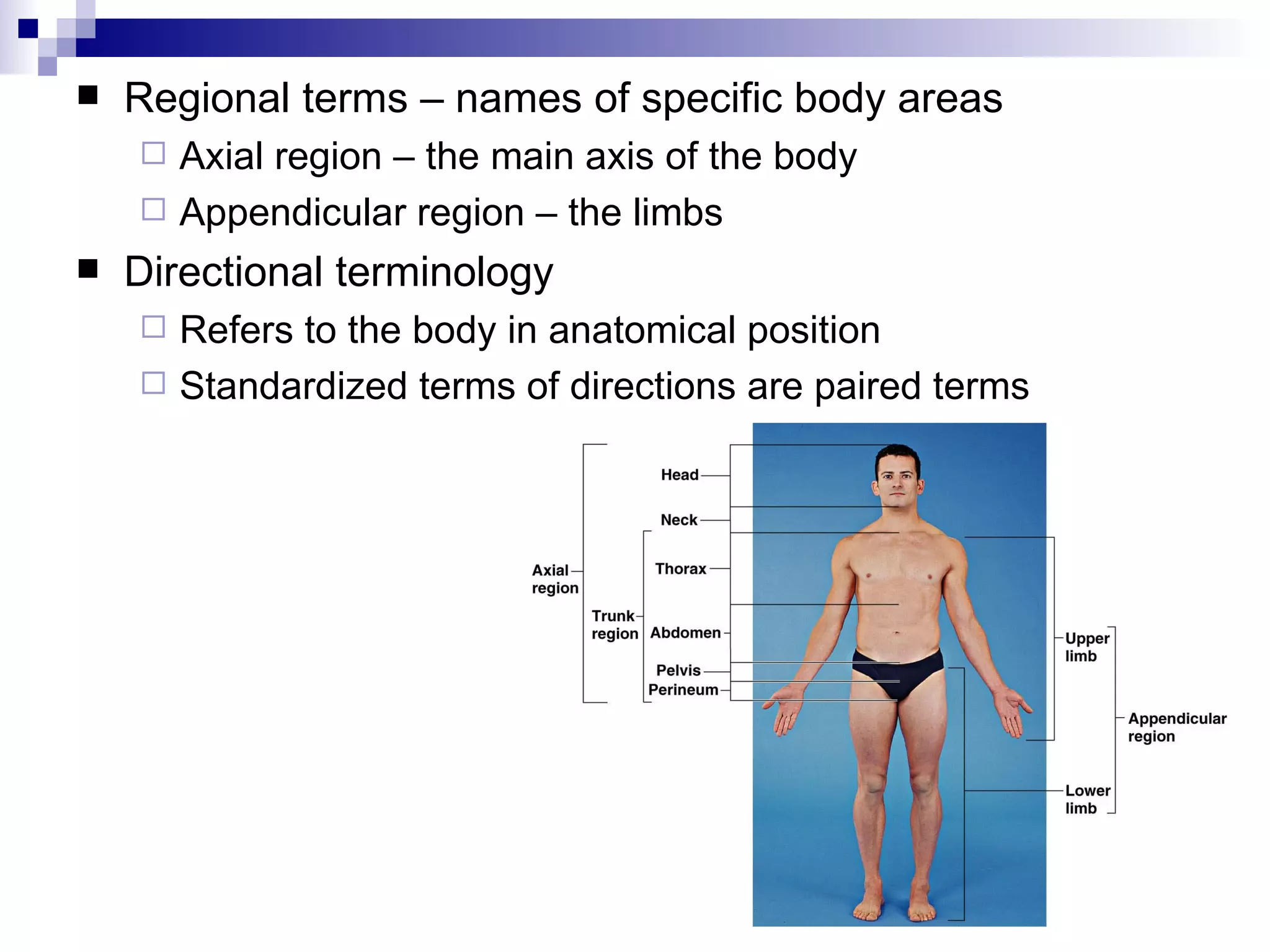 Intro To Anatomy Powerpoint | PPT