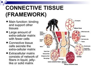 Network Tissue Intro To Anatomy Powerpoint | PPT