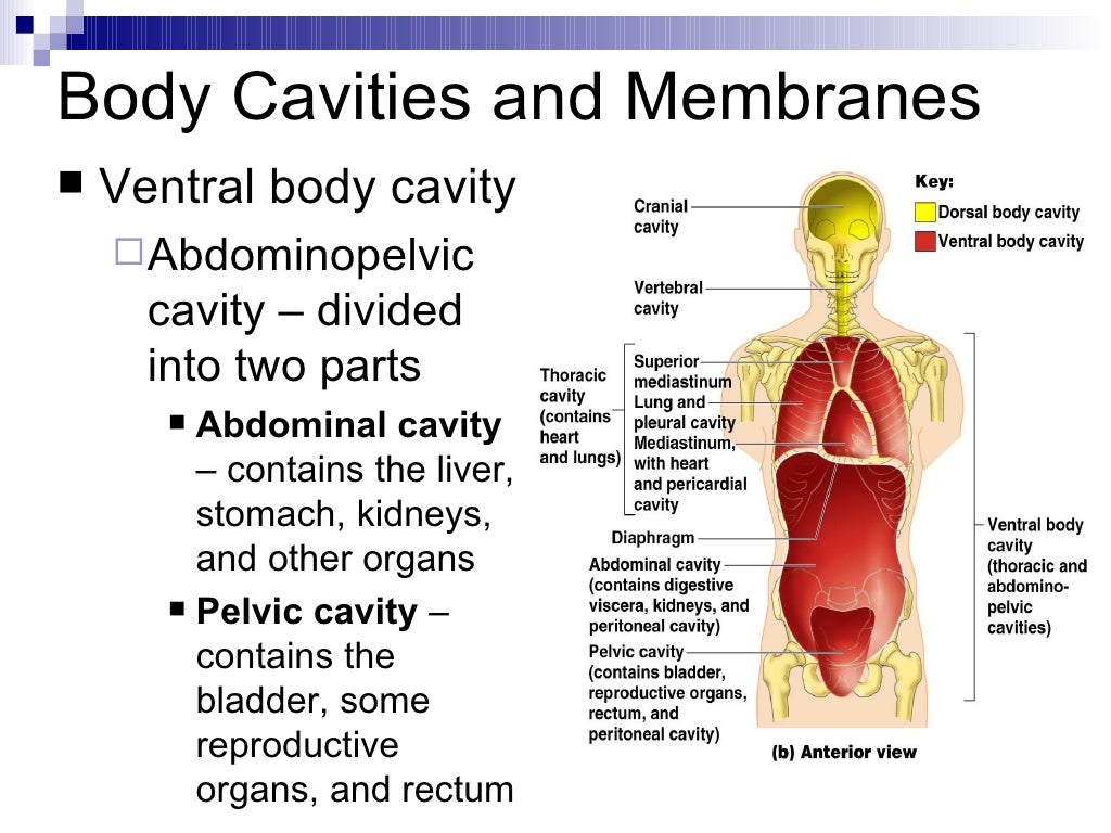 Intro To Anatomy Powerpoint