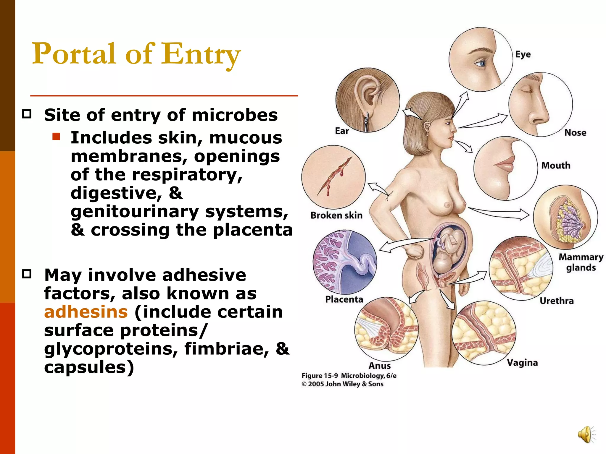 Portal of Entry Site of entry of microbes Includes skin, mucous membranes, openings of the respiratory, digestive, & genitourinary systems, & crossing the placenta May involve adhesive factors, also known as  adhesins  (include certain surface proteins/ glycoproteins, fimbriae, & capsules) 