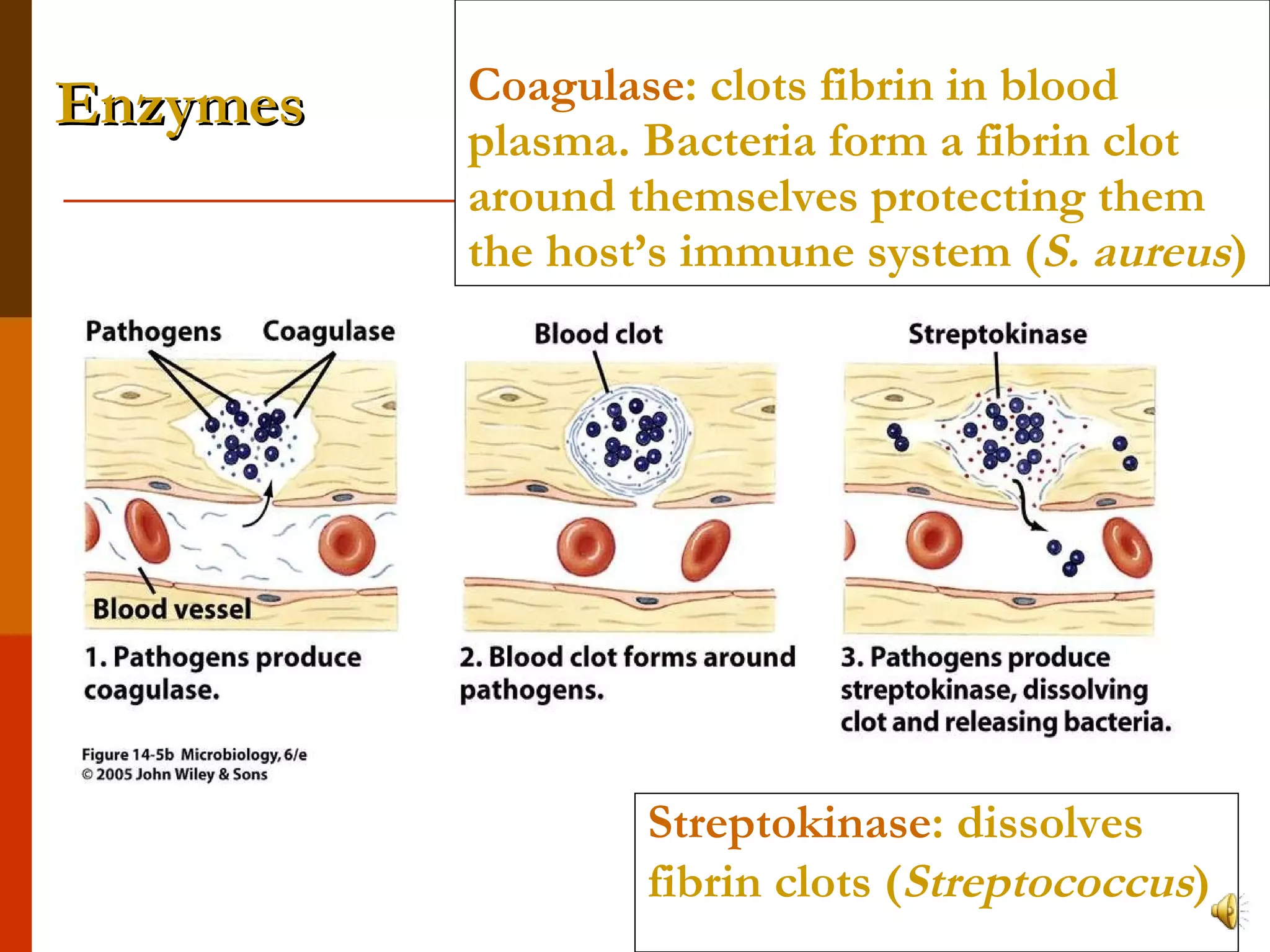 Coagulase : clots fibrin in blood plasma. Bacteria form a fibrin clot around themselves protecting them the host’s immune system ( S. aureus ) Streptokinase : dissolves fibrin clots ( Streptococcus ) Enzymes 