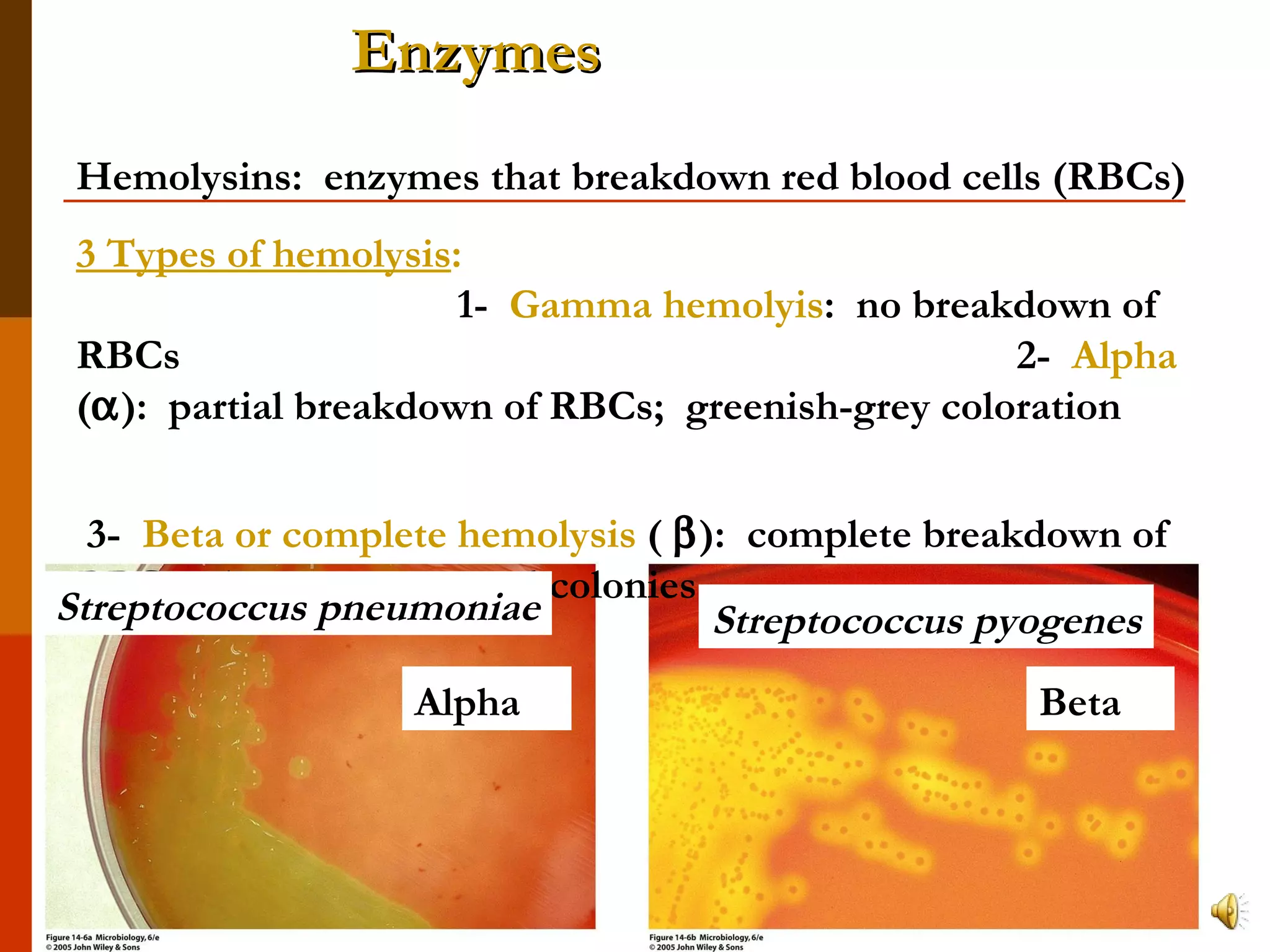 Hemolysins:  enzymes that breakdown red blood cells (RBCs) 3 Types of hemolysis :   1-  Gamma hemolyis :  no breakdown of RBCs  2-  Alpha  (  ):  partial breakdown of RBCs;  greenish-grey coloration  3-  Beta or complete hemolysis  (   ):  complete breakdown of RBCs; clear zones around colonies Alpha Beta Streptococcus pneumoniae Streptococcus pyogenes Enzymes 