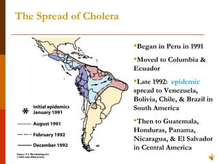 The Spread of Cholera Began in Peru in 1991 Moved to Columbia & Ecuador Late 1992:  epidemic  spread to Venezuela, Bolivia, Chile, & Brazil in South America  Then to Guatemala, Honduras, Panama, Nicaragua, & El Salvador in Central America 