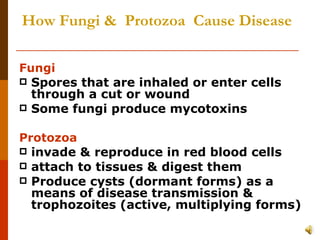 How Fungi &  Protozoa  Cause Disease Fungi Spores that are inhaled or enter cells through a cut or wound Some fungi produce mycotoxins Protozoa invade & reproduce in red blood cells attach to tissues & digest them Produce cysts (dormant forms) as a means of disease transmission & trophozoites (active, multiplying forms) 