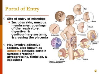 Portal of Entry Site of entry of microbes Includes skin, mucous membranes, openings of the respiratory, digestive, & genitourinary systems, & crossing the placenta May involve adhesive factors, also known as  adhesins  (include certain surface proteins/ glycoproteins, fimbriae, & capsules) 
