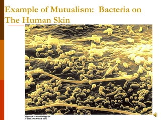 Example of Mutualism:  Bacteria on The Human Skin 