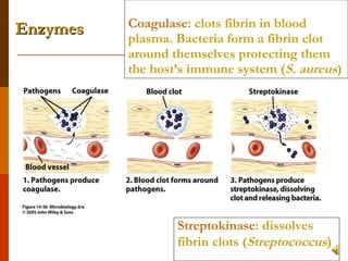 Coagulase : clots fibrin in blood plasma. Bacteria form a fibrin clot around themselves protecting them the host’s immune system ( S. aureus ) Streptokinase : dissolves fibrin clots ( Streptococcus ) Enzymes 