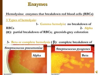 Hemolysins:  enzymes that breakdown red blood cells (RBCs) 3 Types of hemolysis :   1-  Gamma hemolyis :  no breakdown of RBCs  2-  Alpha  (  ):  partial breakdown of RBCs;  greenish-grey coloration  3-  Beta or complete hemolysis  (   ):  complete breakdown of RBCs; clear zones around colonies Alpha Beta Streptococcus pneumoniae Streptococcus pyogenes Enzymes 