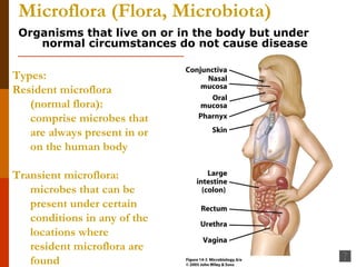 Microflora (Flora, Microbiota) Organisms that live on or in the body but under normal circumstances do not cause disease Types:  Resident microflora (normal flora):  comprise microbes that are always present in or on the human body Transient microflora:  microbes that can be present under certain conditions in any of the locations where resident microflora are found 