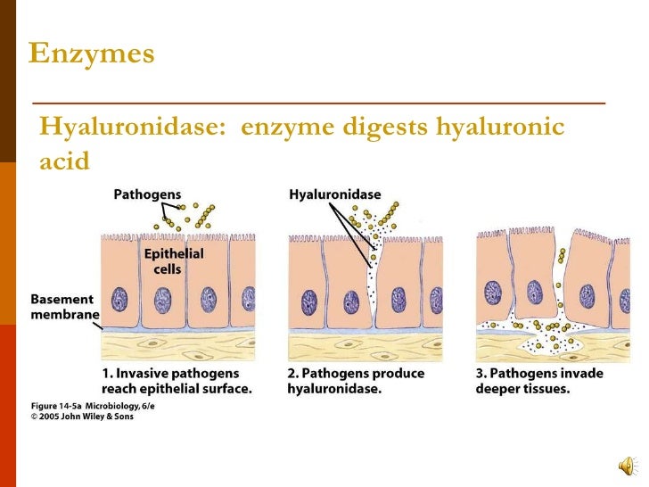 hyaluronidase vs vtrace hyaluronidase vs vtrace