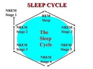 SLEEP CYCLE REM Sleep NREM Stage 2 NREM Stage 3 NREM Stage 4 NREM Stage 3 NREM Stage 2 The  Sleep  Cycle NREM Stage 1 