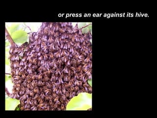 or press an ear against its hive. 