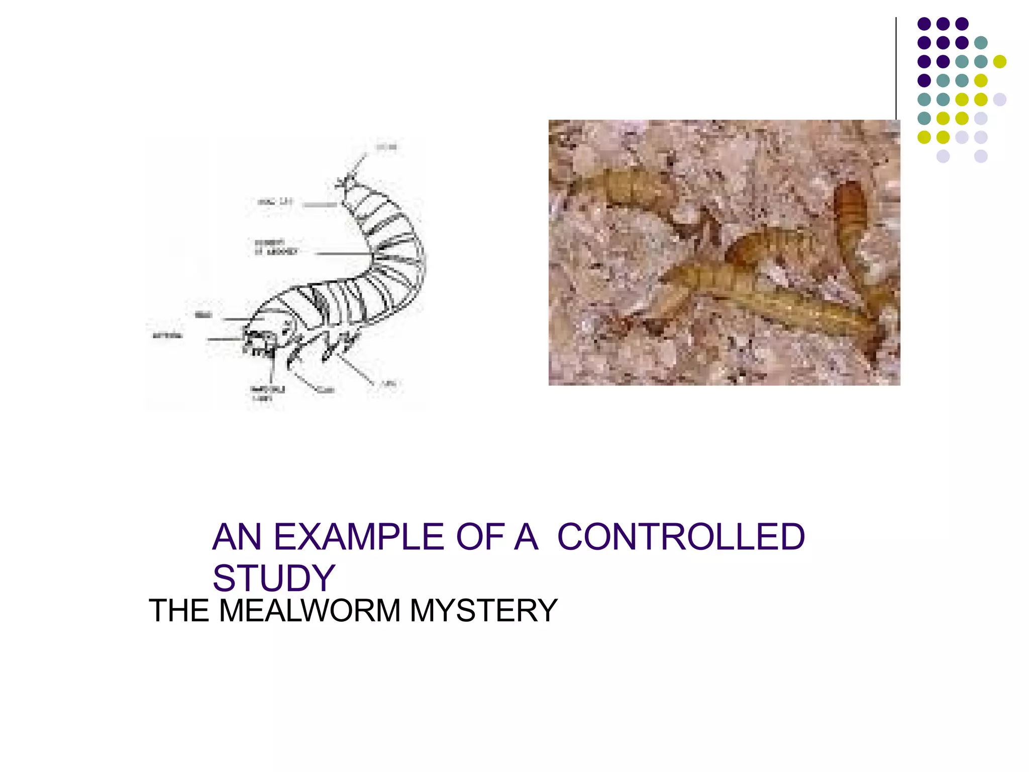 AN EXAMPLE OF A  CONTROLLED STUDY THE MEALWORM MYSTERY 
