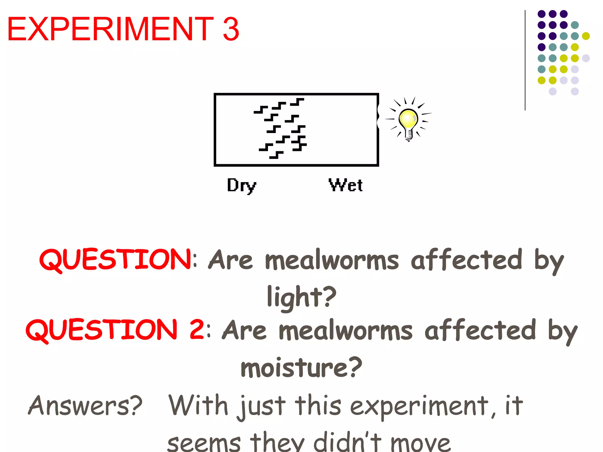 EXPERIMENT 3 QUESTION :  Are mealworms affected by light? QUESTION 2 :  Are mealworms affected by moisture? Answers? With just this experiment, it seems they didn’t move 
