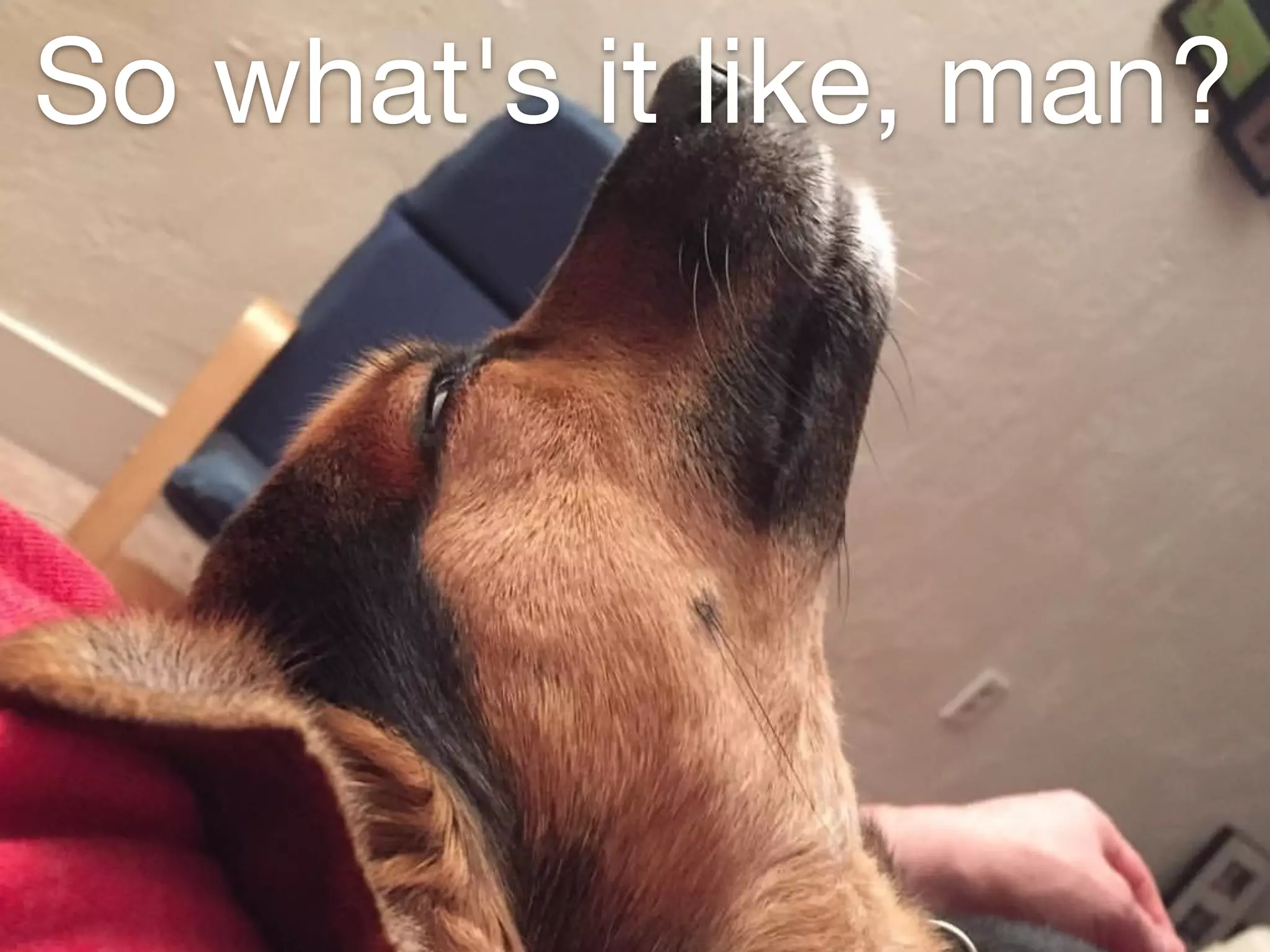 So what's it like, man?
 