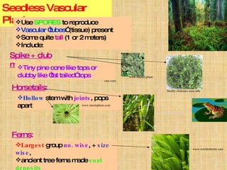 Seedless Vascular Plants: Use  SPORES  to reproduce Vascular “tubes ” (tissue) present Some quite  tall  (1 or 2 meters) Include: Spike + club moss : Tiny pine cone like tops or clubby like “fat tailed” tops  Horsetails : Hollow  stem with  joints , pops apart Ferns : Largest  group  no. wise , +  size wise ,  ancient tree ferns made  coal deposits www.istockphoto.com  www.istockphoto.com www.indoor-plant-care.com  faculty.clintoncc.suny.edu www.worldofstock.com  