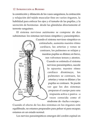 12 INTRODUCCIÓN AL BUDISMO

la constricción y dilatación de los vasos sanguíneos, la contracción
y relajación del tejido muscular fino en varios órganos, la
habilidad para enfocar los ojos y el tamaño de las pupilas, y la
secreción de hormonas desde las glándulas directamente al
torrente sanguíneo.
    El sistema nervioso autónomo se compone de dos
subsistemas: los sistemas nerviosos simpático y parasimpático.
                        Cuando el sistema nervioso simpático es
                            estimulado, aumenta nuestro ritmo
                             cardíaco, las arterias y venas se
                             contraen, los pulmones se relajan y
                               nuestras pupilas se dilatan; en breve,
                                  nos volvemos tensos y atentos.
                                   Cuando se estimula el sistema
                                    nervioso parasimpático, sucede
                                    lo opuesto; nuestro ritmo
                                    cardíaco disminuye, los
                                     pulmones se contraen, las
                                     arterias y venas se dilatan y las
                                     pupilas se contraen. Se puede
                                    ver que los dos sistemas
                                     preparan el cuerpo para una
                                      respuesta activa o pasiva - a
                                      veces conocida como el
                                    síndrome de «lucha o escape».
Cuando el efecto de los dos sistemas en los órganos está
equilibrado, no estamos preparados para pelear ni para escapar;
estamos en un estado normal.
    Los nervios parasimpáticos emergen del cordón espinal en
 