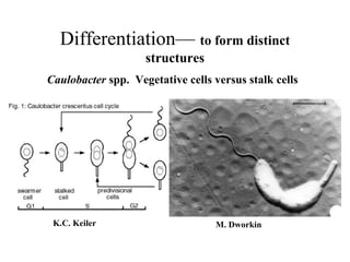 Differentiation— to form distinct
structures
Caulobacter spp. Vegetative cells versus stalk cells
K.C. Keiler M. Dworkin
 