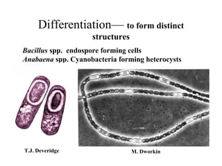 Differentiation— to form distinct
structures
Bacillus spp. endospore forming cells
Anabaena spp. Cyanobacteria forming heterocysts
T.J. Deveridge M. Dworkin
 