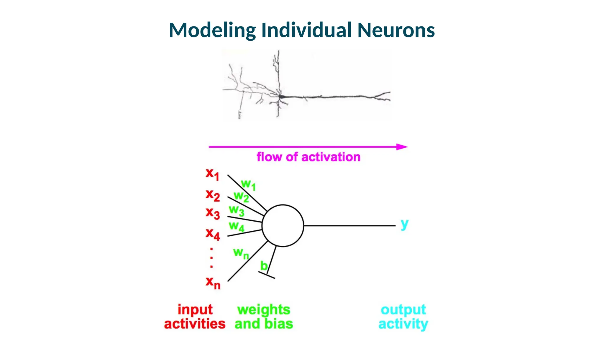 Modeling Individual Neurons
 