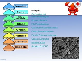 Ejemplo:
Escherichia coli
enterohemorragica
Dominio:Bacteria
Filo:Proteobacteria
Clase:Gammaproteobacteria
Orden:Enterobacteriales
Familia:Enterobacteriaceae
Género: Echerichia
Especie: E coli
Serotipo O157 H7
 