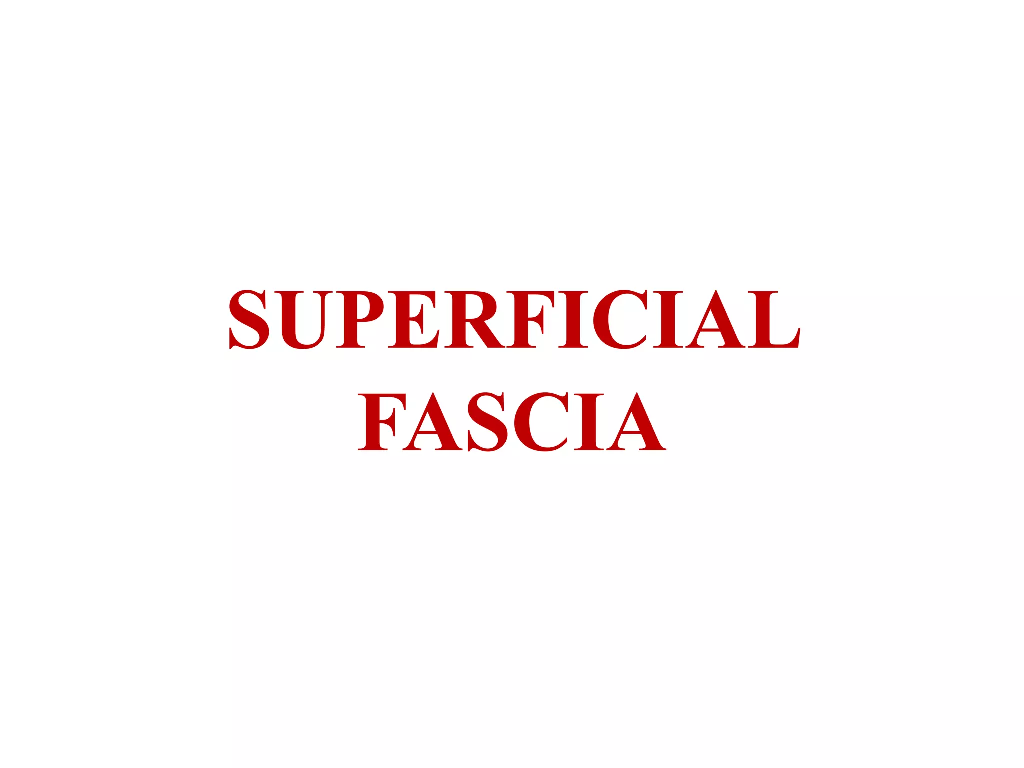 SUPERFICIAL
FASCIA
