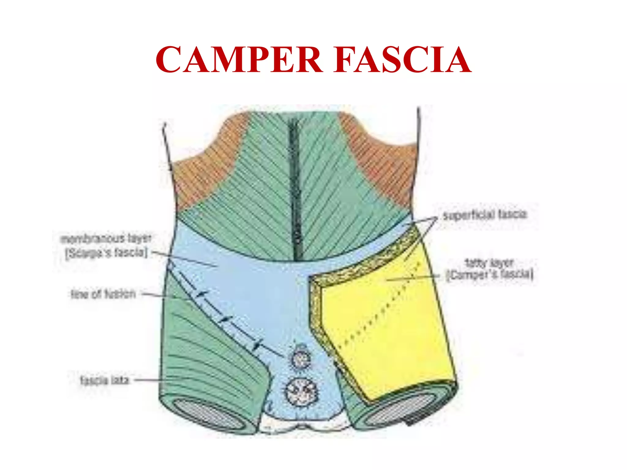 CAMPER FASCIA