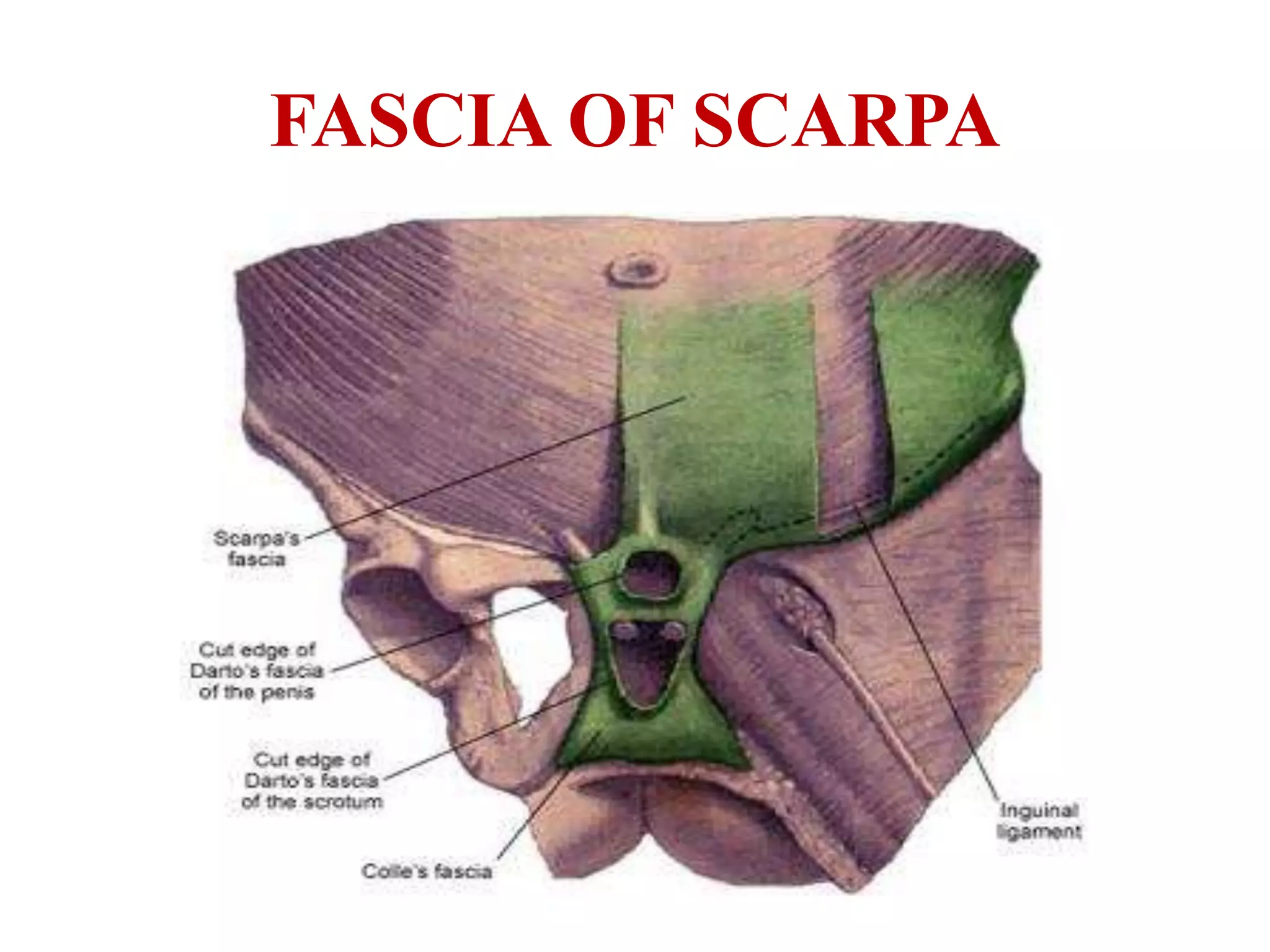 FASCIA OF SCARPA