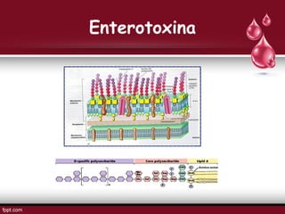 Enterotoxina
 