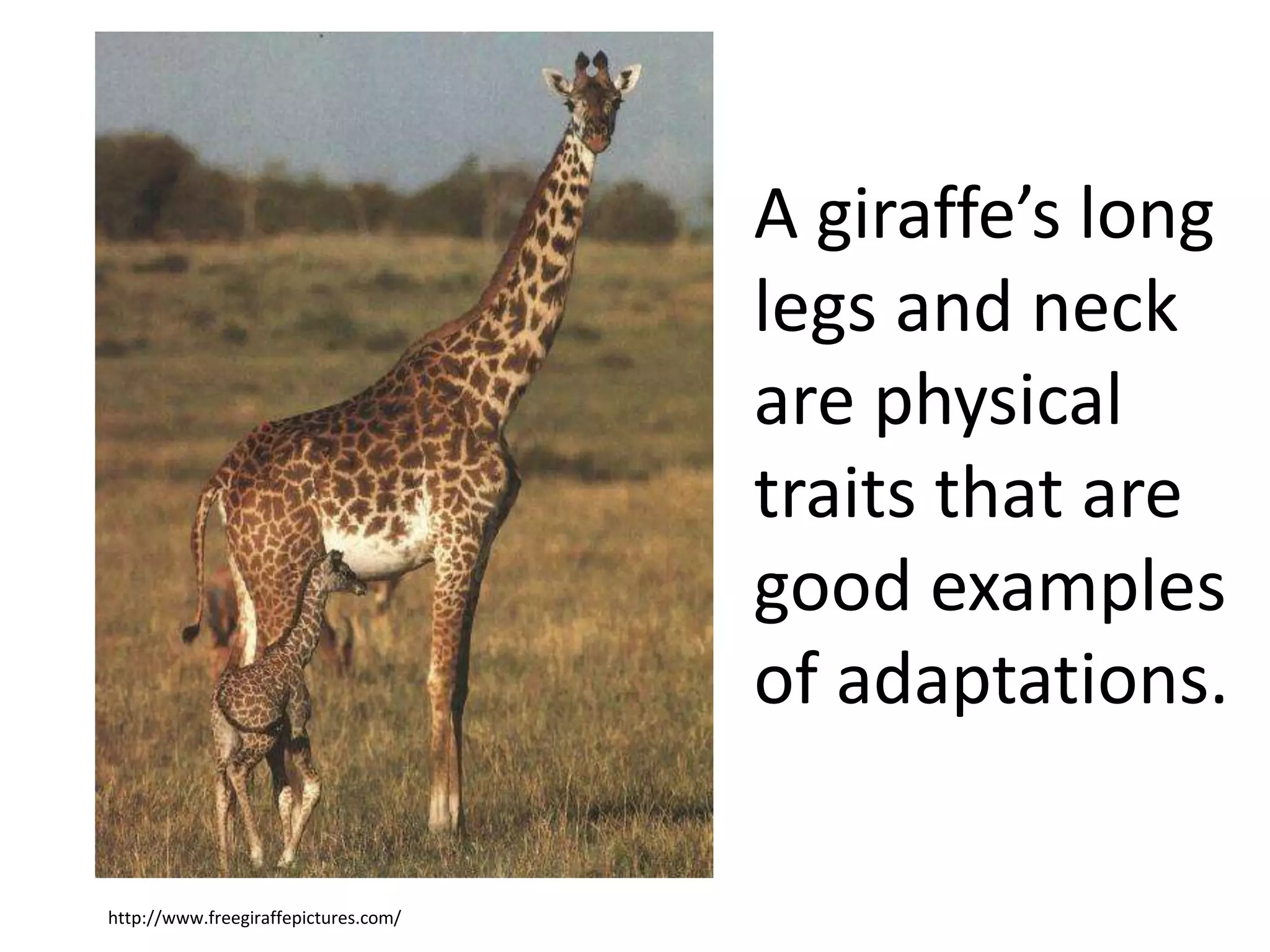http://www.freegiraffepictures.com/
A giraffe’s long
legs and neck
are physical
traits that are
good examples
of adaptations.
 