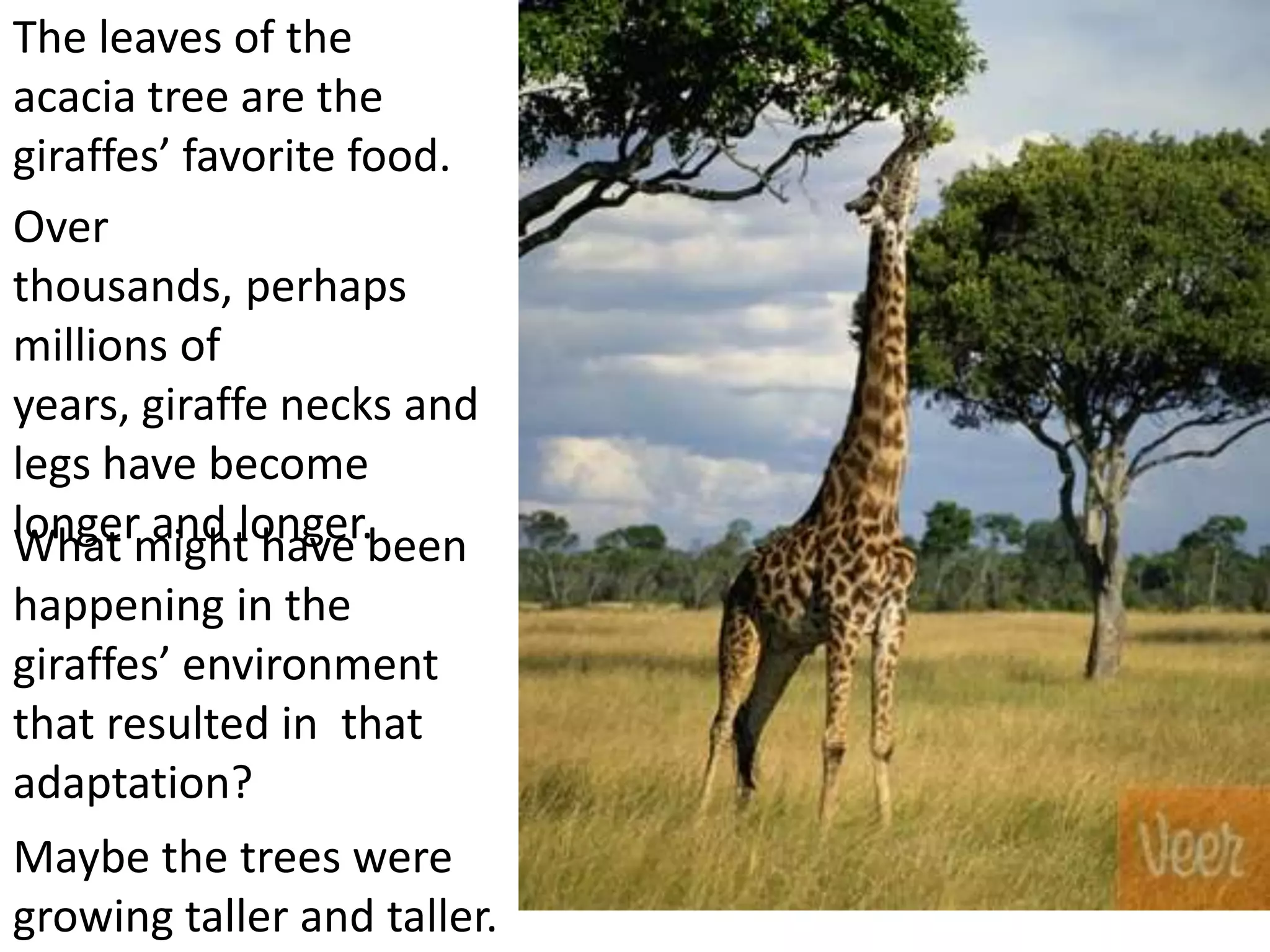 The leaves of the
acacia tree are the
giraffes’ favorite food.
Over
thousands, perhaps
millions of
years, giraffe necks and
legs have become
longer and longer.What might have been
happening in the
giraffes’ environment
that resulted in that
adaptation?
Maybe the trees were
growing taller and taller.
 