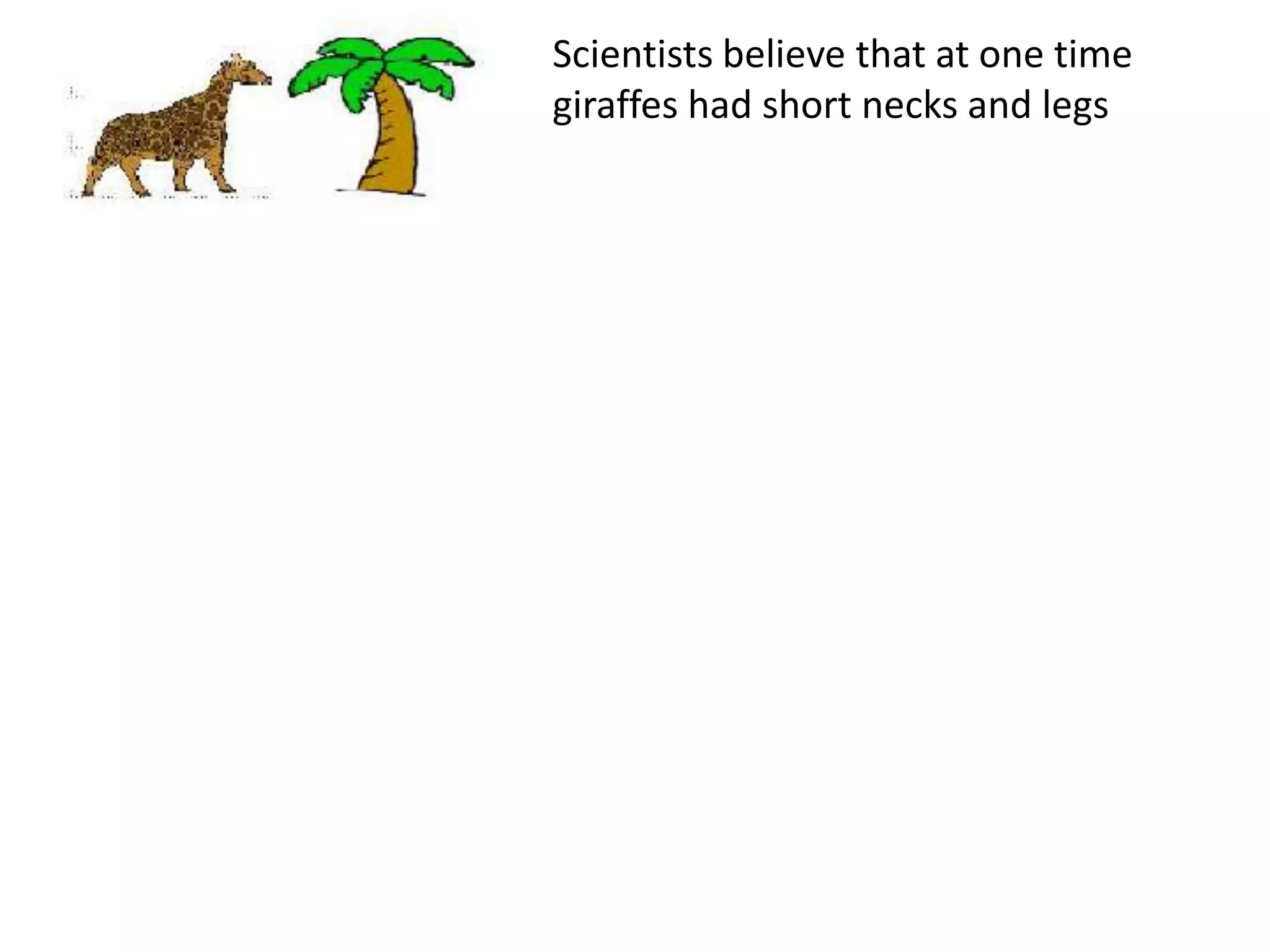 Scientists believe that at one time
giraffes had short necks and legs
 