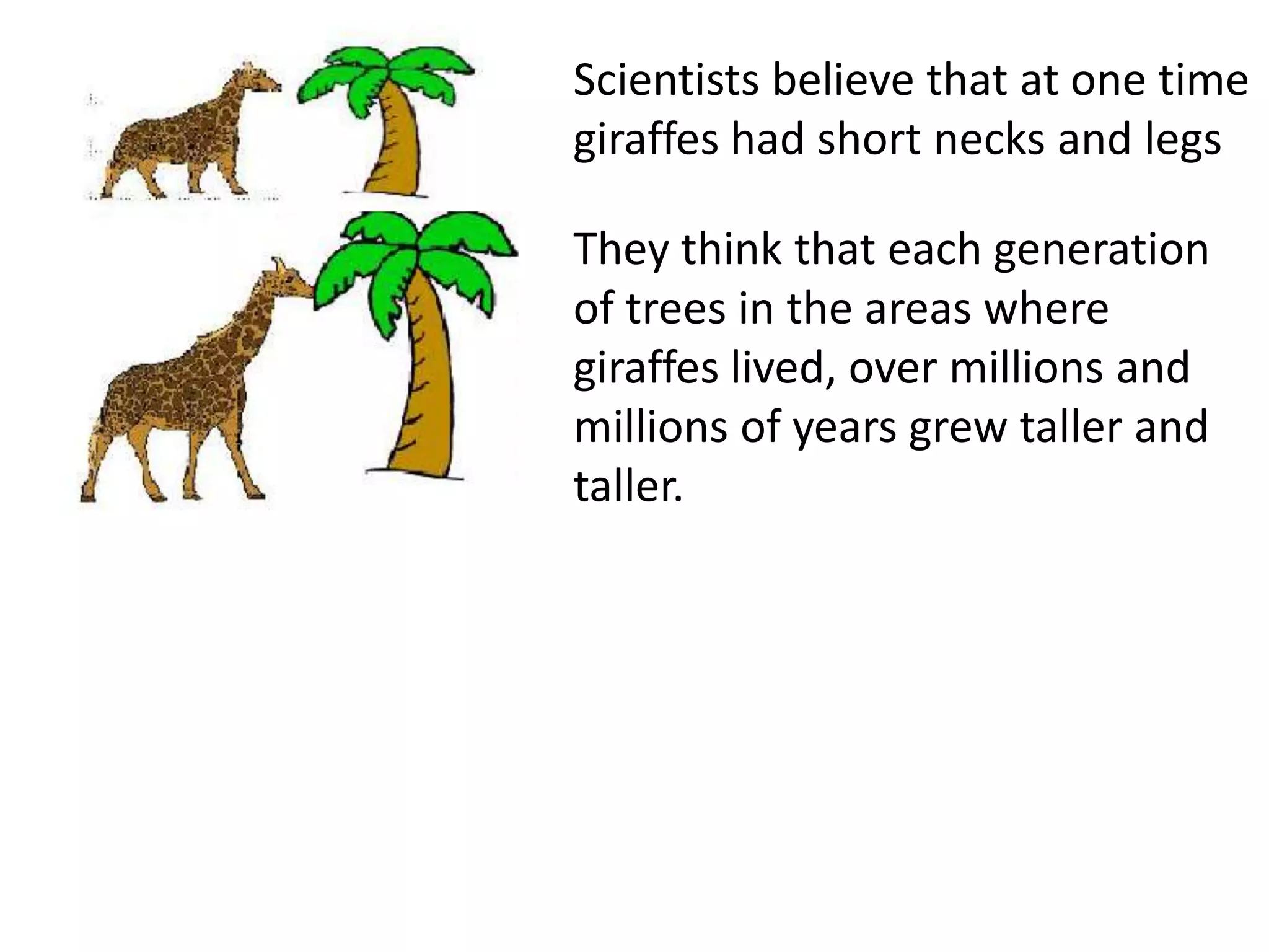 Scientists believe that at one time
giraffes had short necks and legs
They think that each generation
of trees in the areas where
giraffes lived, over millions and
millions of years grew taller and
taller.
 