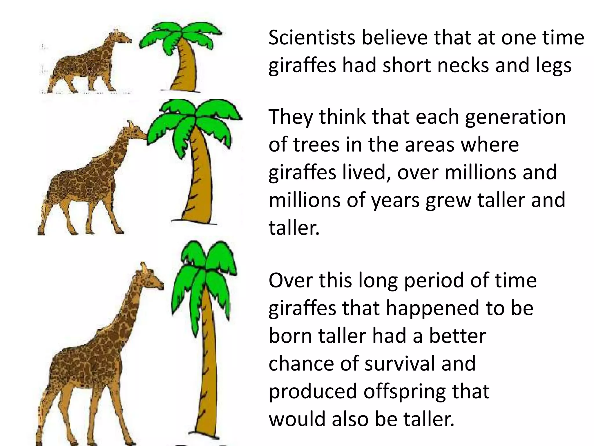 Scientists believe that at one time
giraffes had short necks and legs
They think that each generation
of trees in the areas where
giraffes lived, over millions and
millions of years grew taller and
taller.
Over this long period of time
giraffes that happened to be
born taller had a better
chance of survival and
produced offspring that
would also be taller.
 