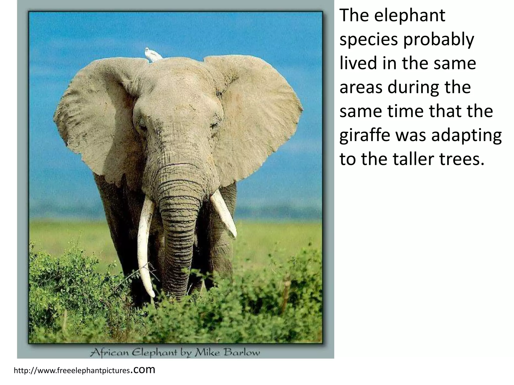 http://www.freeelephantpictures.com
The elephant
species probably
lived in the same
areas during the
same time that the
giraffe was adapting
to the taller trees.
 