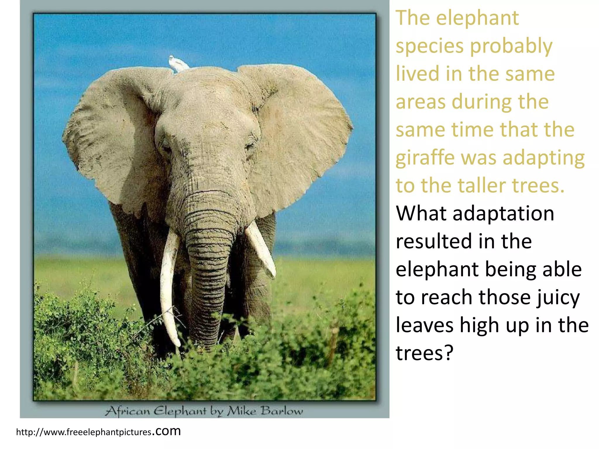 http://www.freeelephantpictures.com
The elephant
species probably
lived in the same
areas during the
same time that the
giraffe was adapting
to the taller trees.
What adaptation
resulted in the
elephant being able
to reach those juicy
leaves high up in the
trees?
 