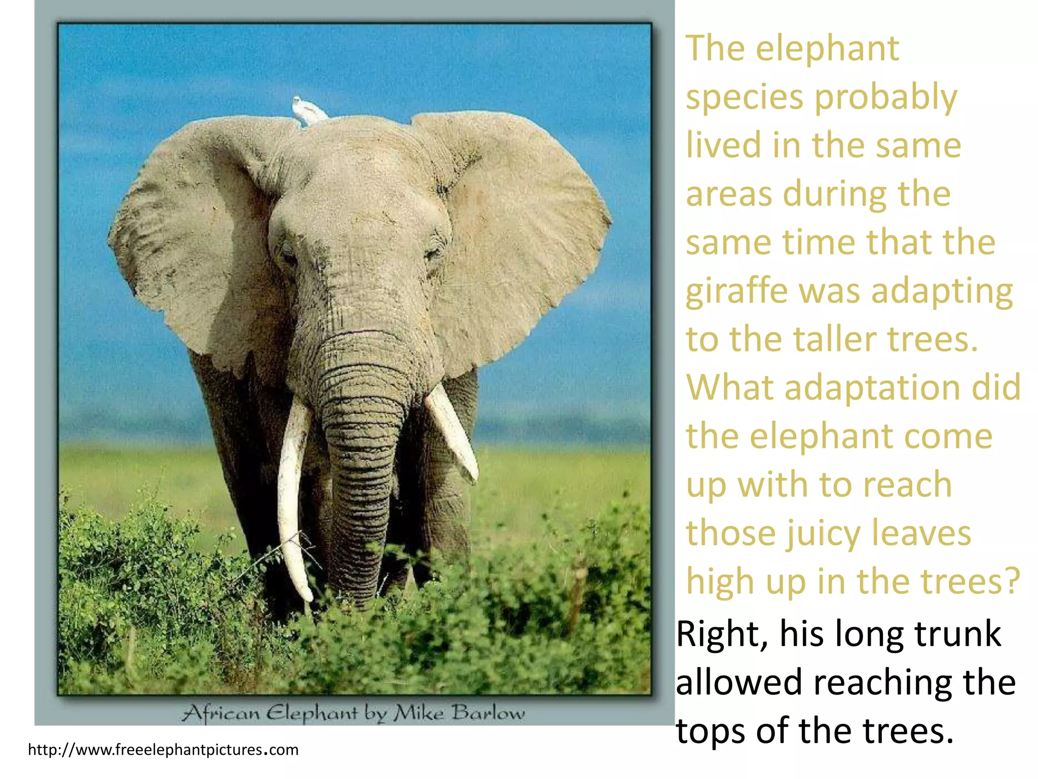 http://www.freeelephantpictures.com
The elephant
species probably
lived in the same
areas during the
same time that the
giraffe was adapting
to the taller trees.
What adaptation did
the elephant come
up with to reach
those juicy leaves
high up in the trees?
Right, his long trunk
allowed reaching the
tops of the trees.
 
