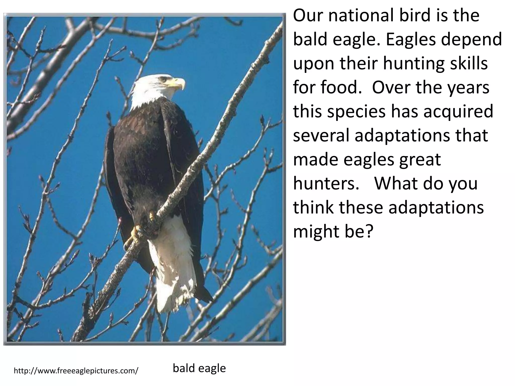 http://www.freeeaglepictures.com/ bald eagle
Our national bird is the
bald eagle. Eagles depend
upon their hunting skills
for food. Over the years
this species has acquired
several adaptations that
made eagles great
hunters. What do you
think these adaptations
might be?
 