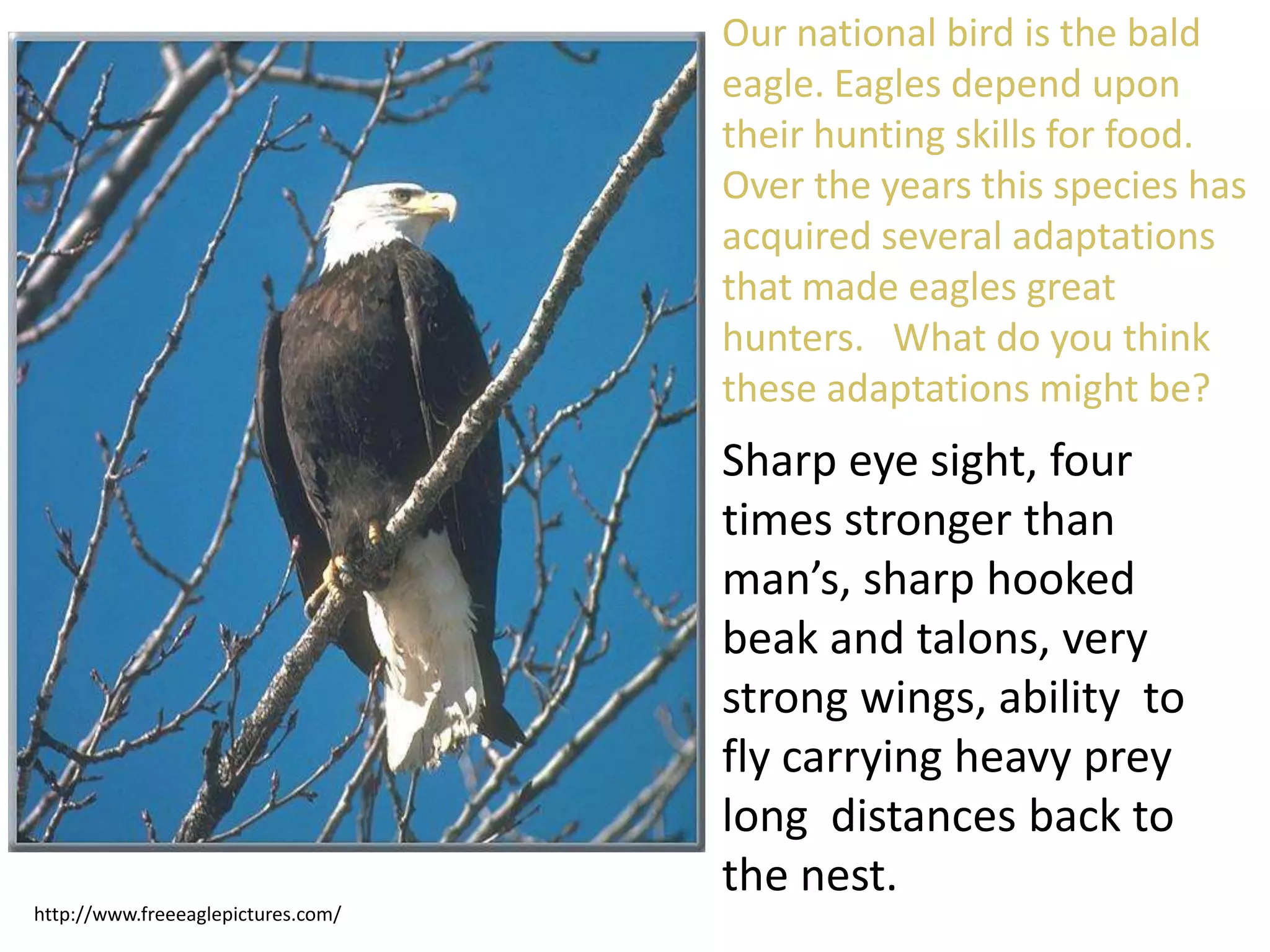 http://www.freeeaglepictures.com/
Our national bird is the bald
eagle. Eagles depend upon
their hunting skills for food.
Over the years this species has
acquired several adaptations
that made eagles great
hunters. What do you think
these adaptations might be?
Sharp eye sight, four
times stronger than
man’s, sharp hooked
beak and talons, very
strong wings, ability to
fly carrying heavy prey
long distances back to
the nest.
 