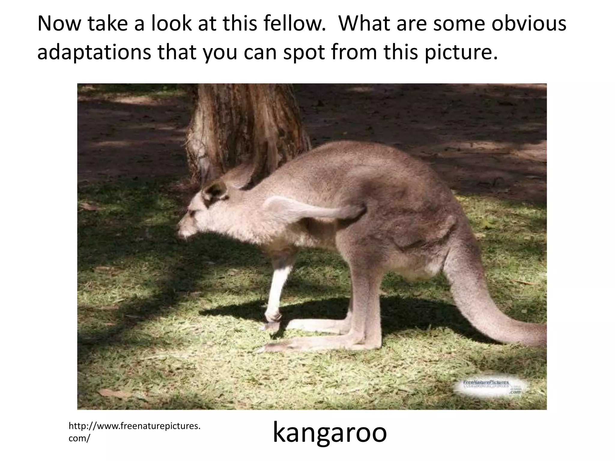 http://www.freenaturepictures.
com/ kangaroo
Now take a look at this fellow. What are some obvious
adaptations that you can spot from this picture.
 