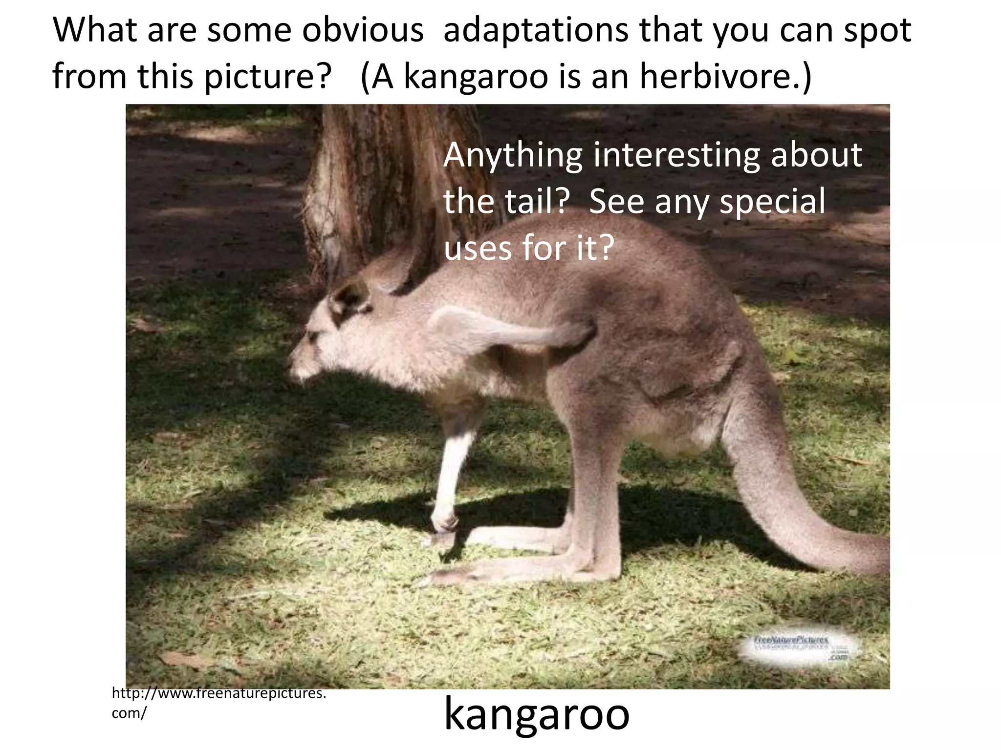 What are some obvious adaptations that you can spot
from this picture? (A kangaroo is an herbivore.)
http://www.freenaturepictures.
com/
kangaroo
Anything interesting about
the tail? See any special
uses for it?
 