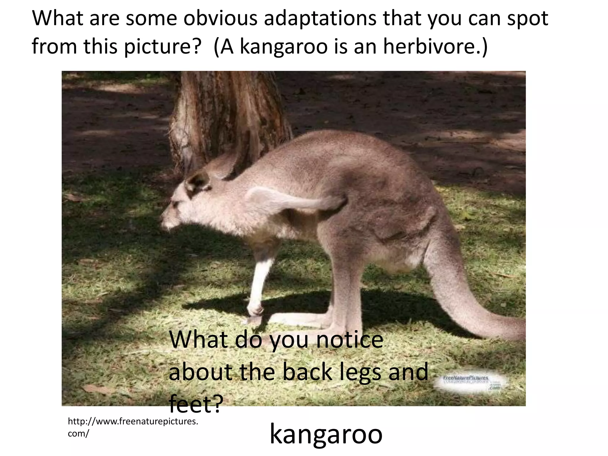 What are some obvious adaptations that you can spot
from this picture? (A kangaroo is an herbivore.)
http://www.freenaturepictures.
com/
kangaroo
What do you notice
about the back legs and
feet?
 