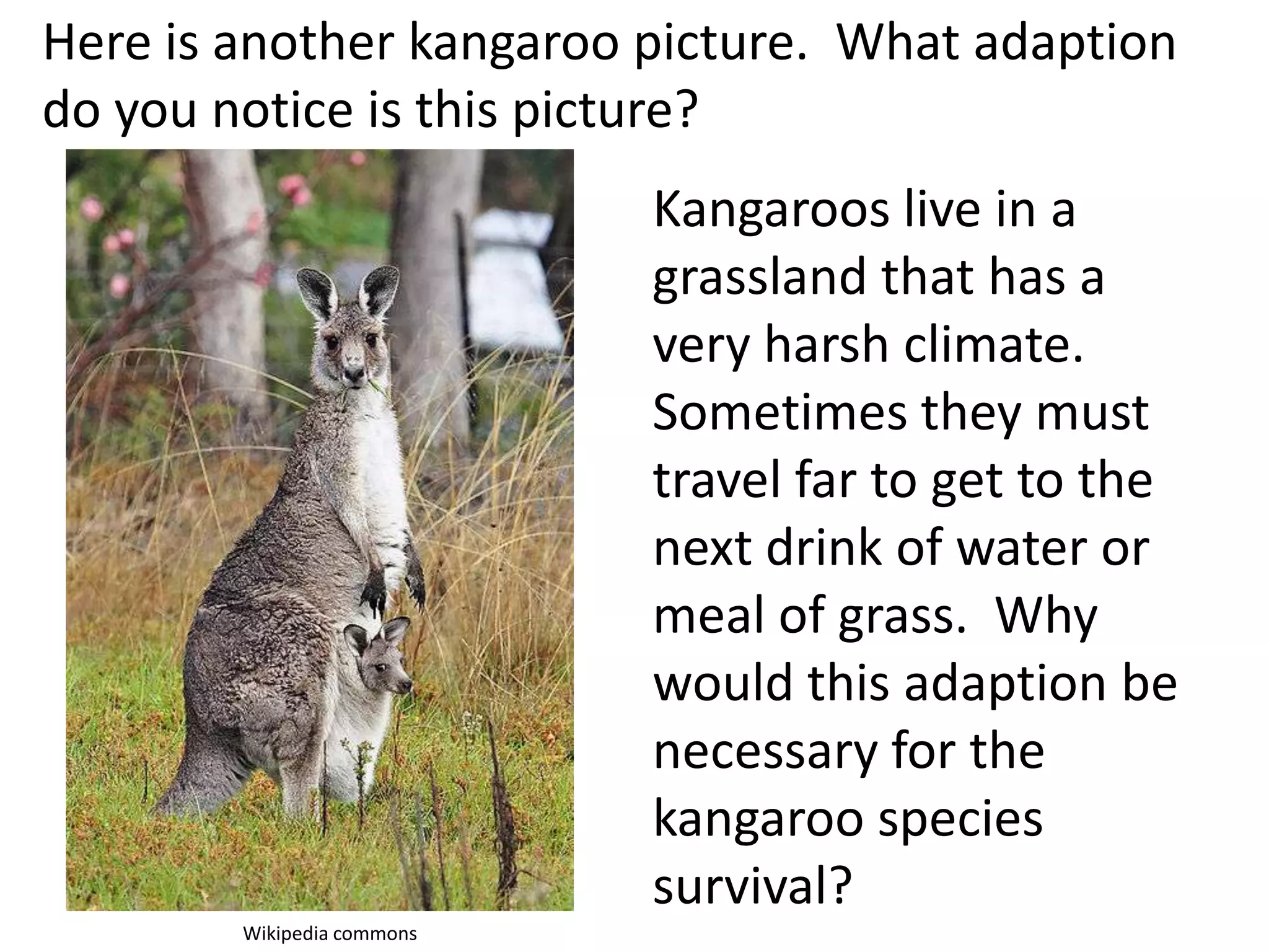 Here is another kangaroo picture. What adaption
do you notice is this picture?
Kangaroos live in a
grassland that has a
very harsh climate.
Sometimes they must
travel far to get to the
next drink of water or
meal of grass. Why
would this adaption be
necessary for the
kangaroo species
survival?
Wikipedia commons
 
