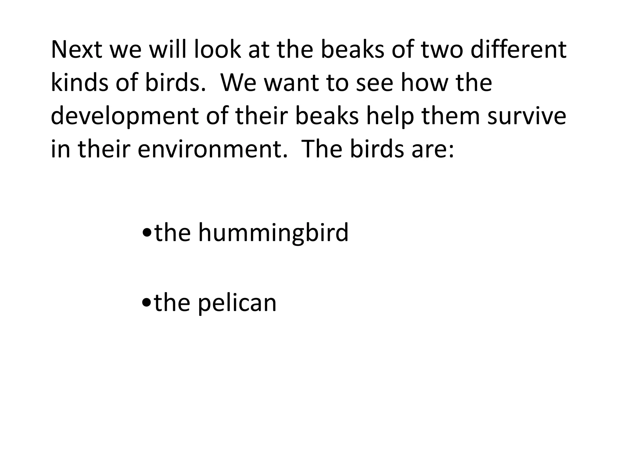 Next we will look at the beaks of two different
kinds of birds. We want to see how the
development of their beaks help them survive
in their environment. The birds are:
•the hummingbird
•the pelican
 