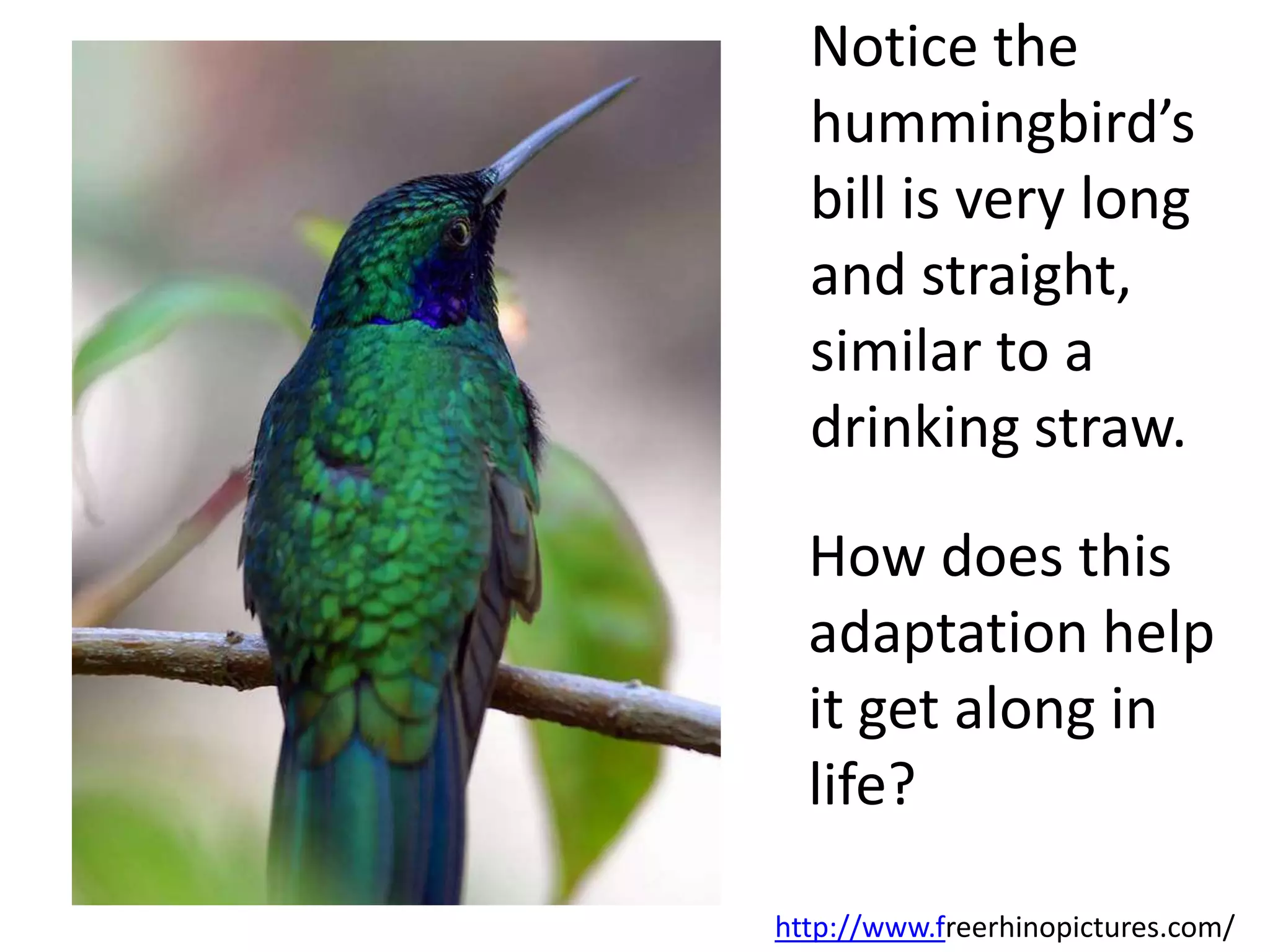 Notice the
hummingbird’s
bill is very long
and straight,
similar to a
drinking straw.
http://www.freerhinopictures.com/
How does this
adaptation help
it get along in
life?
 