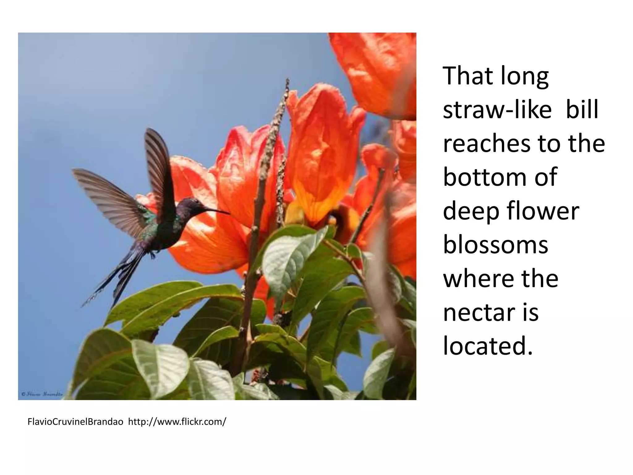 FlavioCruvinelBrandao http://www.flickr.com/
That long
straw-like bill
reaches to the
bottom of
deep flower
blossoms
where the
nectar is
located.
 